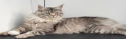Maine Coon cats for sale: 7 GCCF registered Maine coon boys. - Advert 22