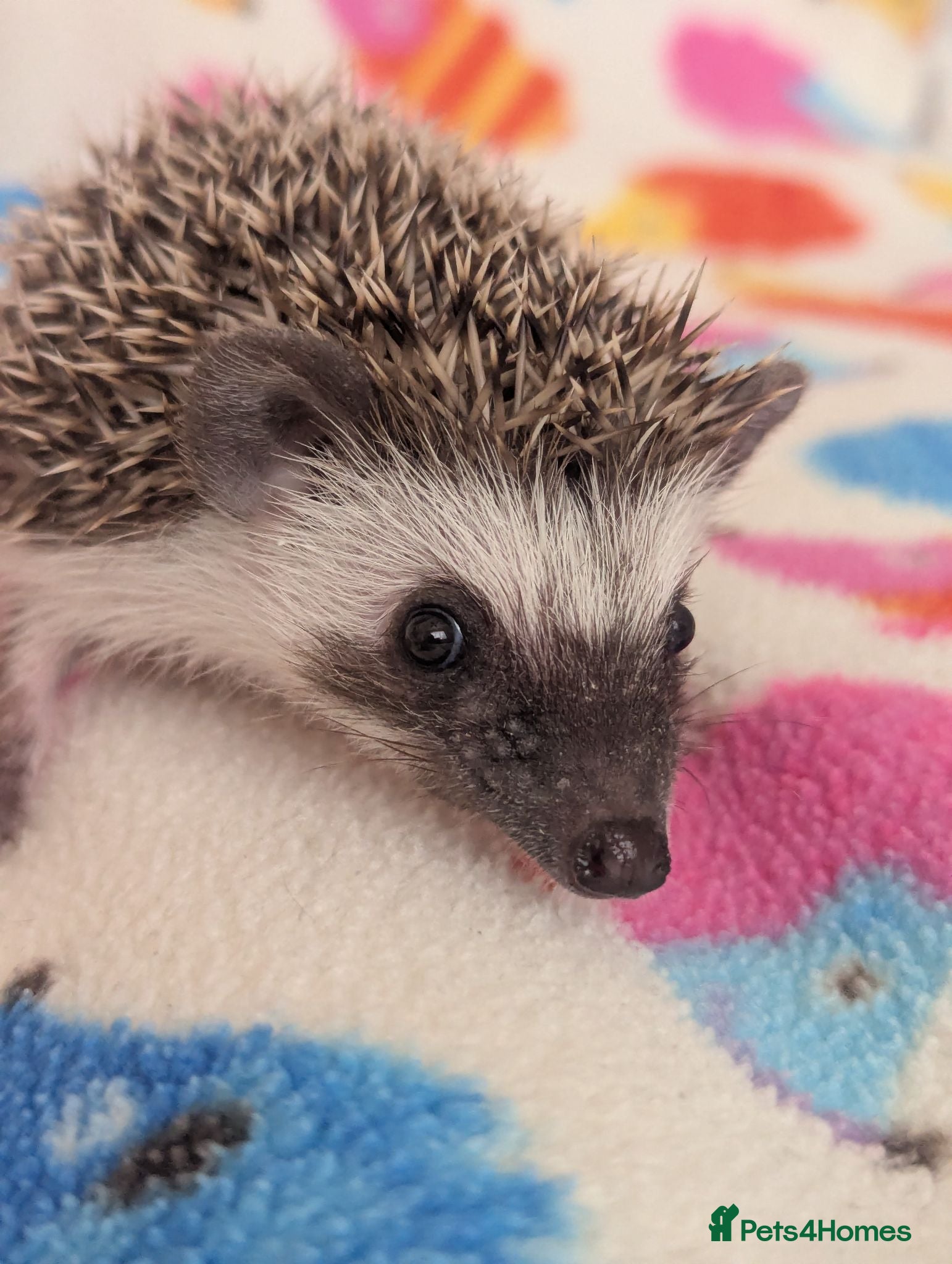 Pygmy Hedgehog rodents Beautiful Female Hoglets Ready Now 8 weeks old!!! - Advert 1