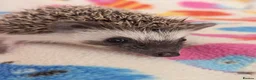 Pygmy Hedgehog rodents for sale: Beautiful Female Hoglets Ready Now 8 weeks old!!! - Advert 2