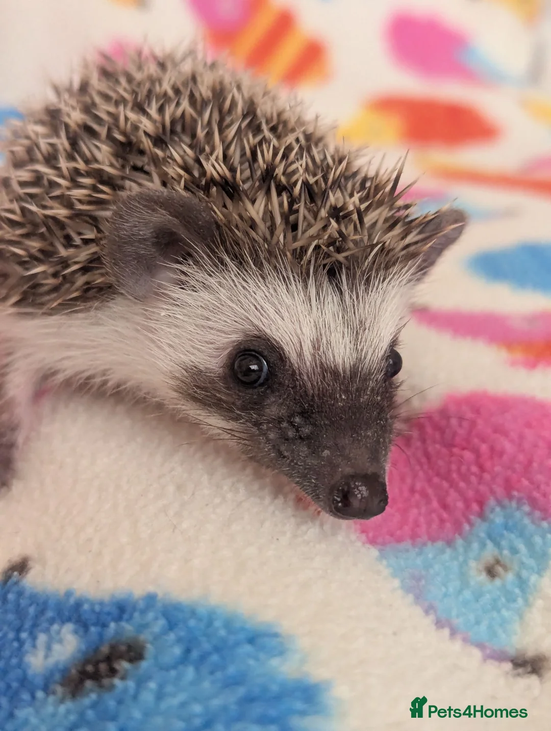 Pygmy Hedgehog rodents for sale: Beautiful Female Hoglets Ready Now 8 weeks old!!! - Advert 2