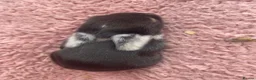Mini Lop rabbits for sale: Mini Lop Babies - Ready to leave end of July  - Advert 11