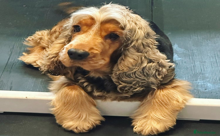 Cockapoo dogs - Advert 16