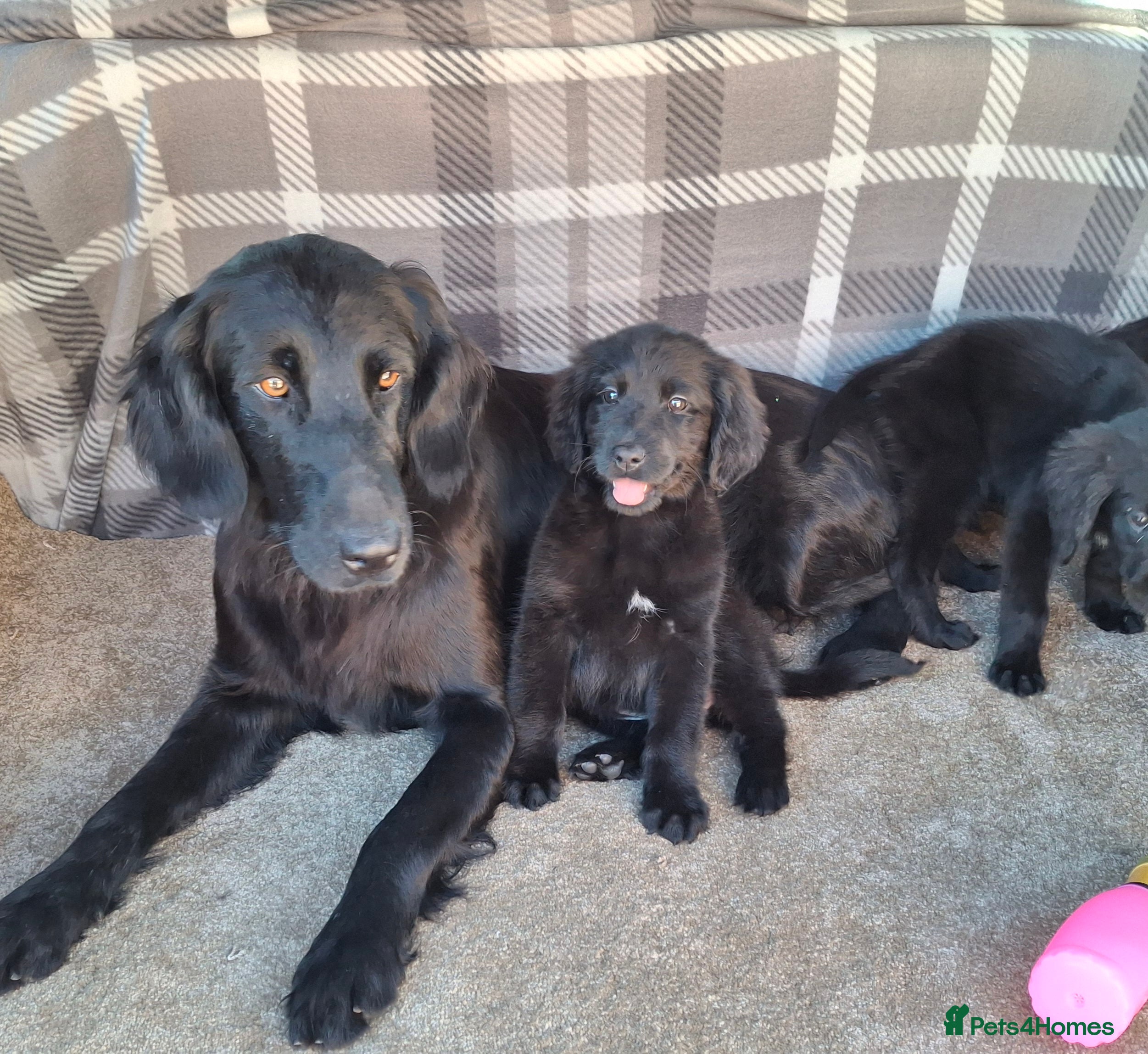 Mixed Breed dogs Flatcoated retriever x golden retriever puppies. - Advert 1