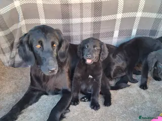 Mixed Breed dogs Flatcoated retriever x golden retriever puppies. - Advert 1