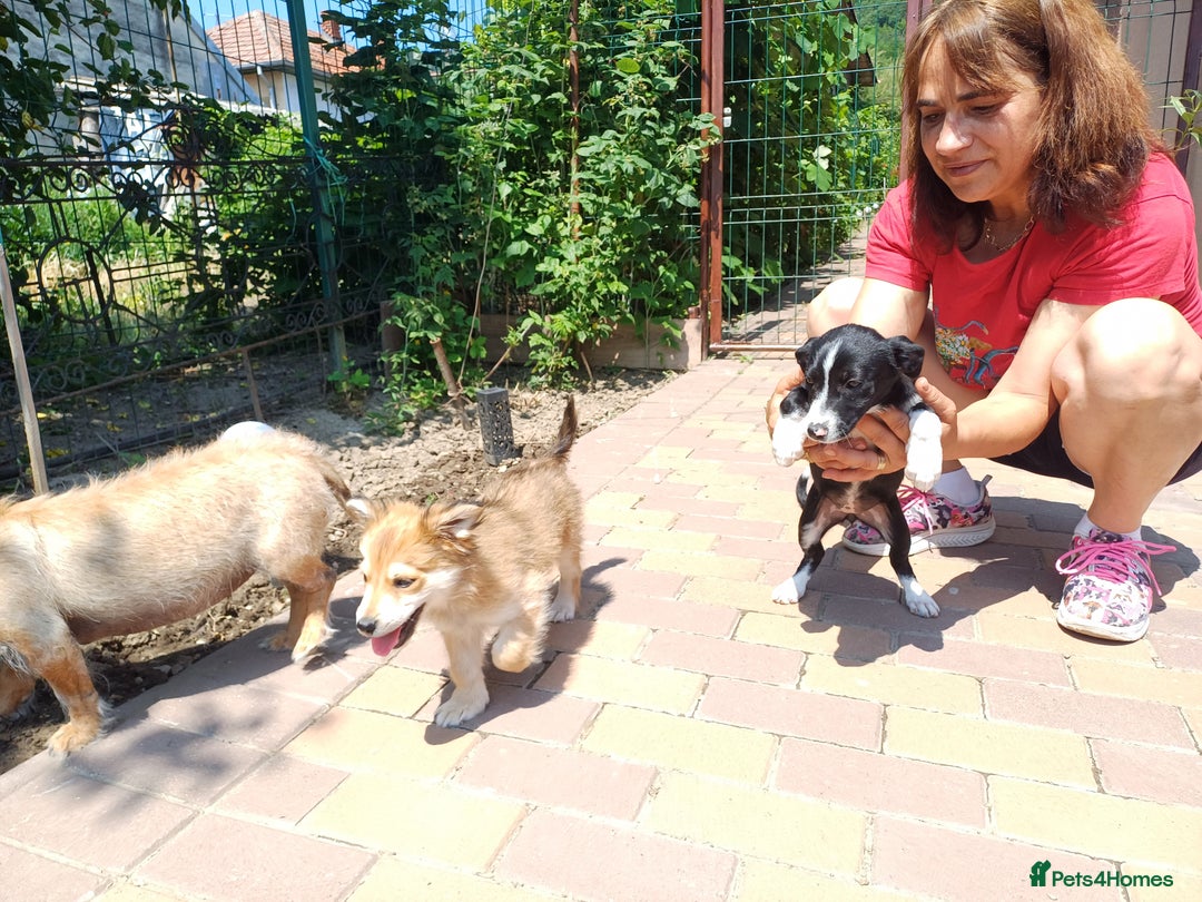 Mixed Breed dogs for adoption: Meet LUNA, a Lovely Puppy Girl - for a Loving Home - Image 19