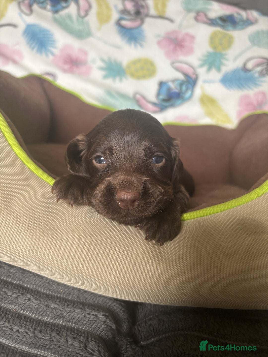 Cocker Spaniel dogs for sale: My 3 beautiful puppies  - Image 5