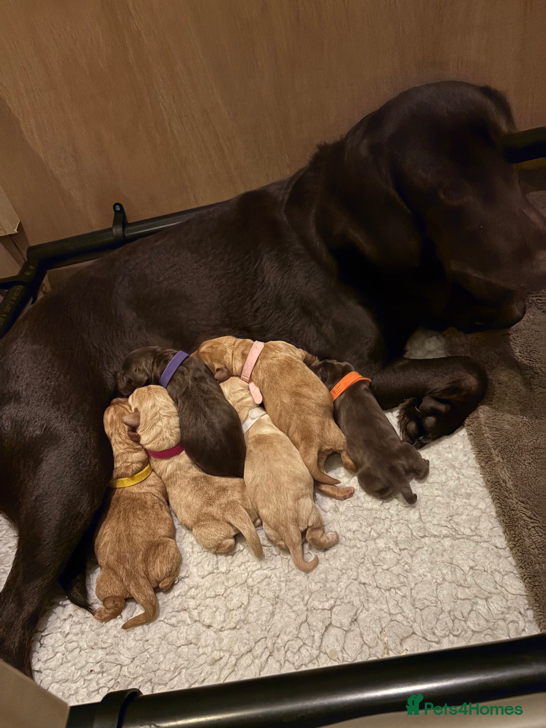 Cockerdor dogs for sale: labrador/ cockerdor Puppies  - Advert 3