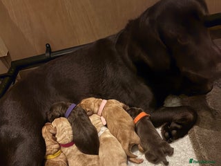 Cockerdor dogs labrador/ cockerdor Puppies - Advert 3