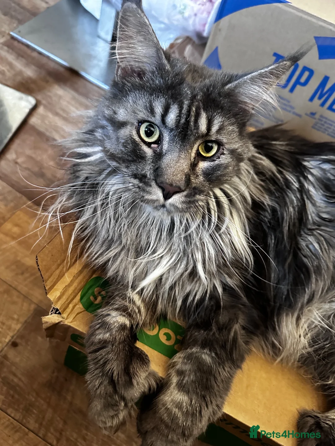 Maine Coon cats for sale: Pedigree Silver Smoke Maine Coon “Yoshi” - Advert 1