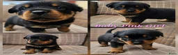 Rottweiler dogs for sale: Champion Bloodline German Rottweiler Puppies - Advert 15