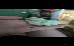 Chickens poultry for sale: Tiny Serama chicks (world's smallest chicken) - Image 5
