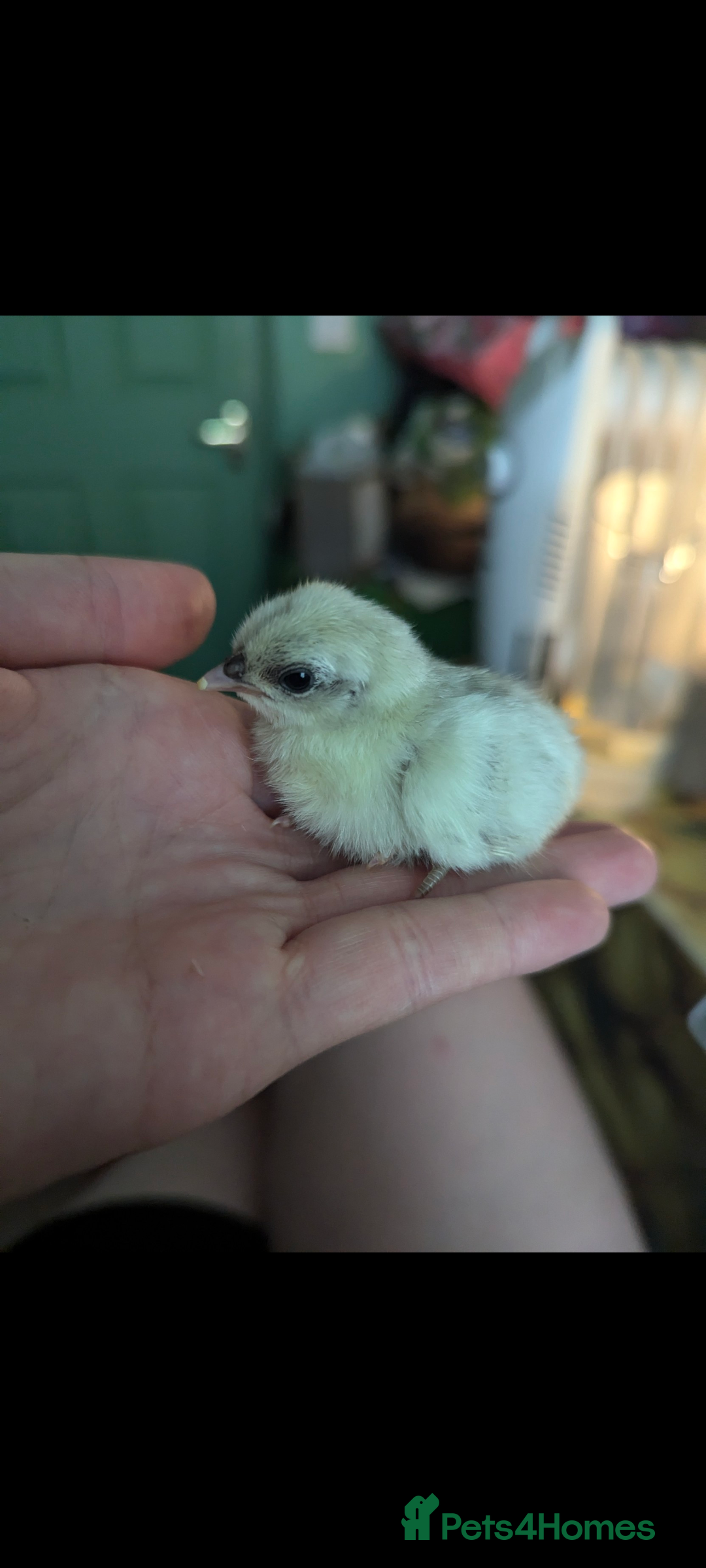 Chickens poultry for sale: Tiny Serama chicks (world's smallest chicken) - Image 5