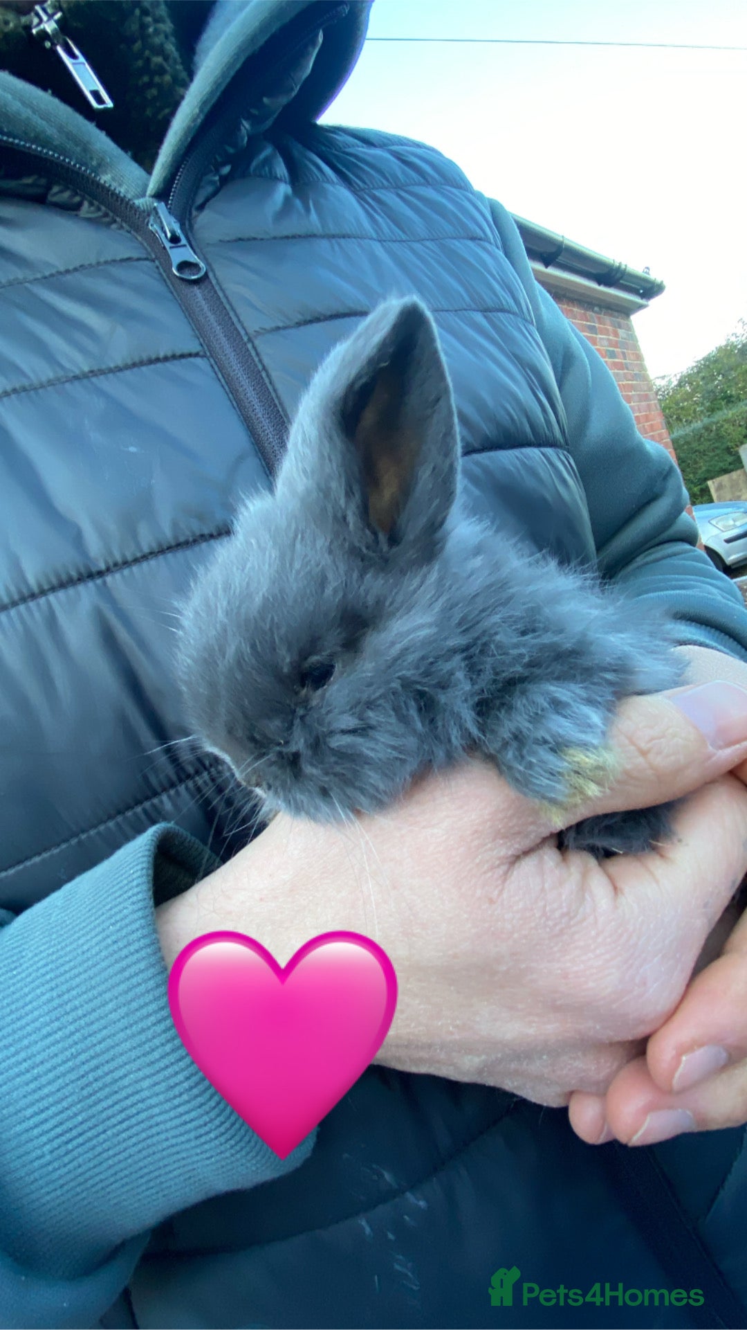Mini Lop rabbits for sale: 🩵 blue mini lops 🩵 - Advert 5