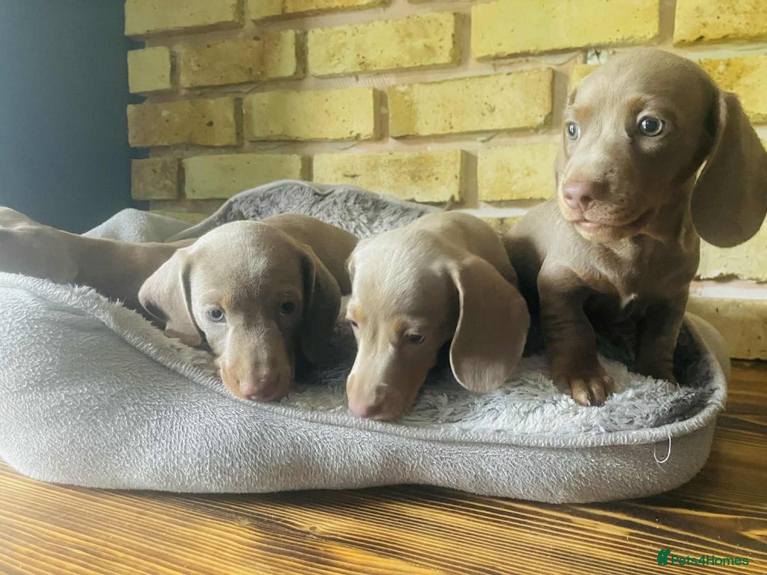 Miniature Dachshund dogs for sale: READY NOW ISABELLA MINIATURE DACHSHUND PUPPIES - Image 12