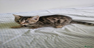 Bengal cats - Advert 11