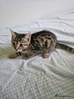 Bengal cats - Advert 7