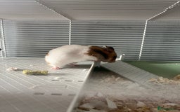 Hamster rodents for sale: Female Syrian hamster  - Image 2