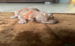 Toy Poodle dogs for sale: Red & black toy poodles  - Image 11
