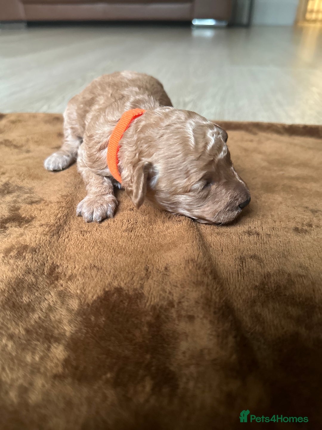 Toy Poodle dogs for sale: Red & black toy poodles  - Image 11
