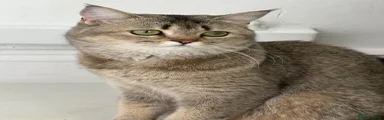 Scottish Fold 1