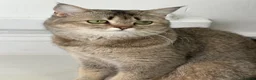 Scottish Fold cats for sale: Scottish fold  female cat  - Advert 2