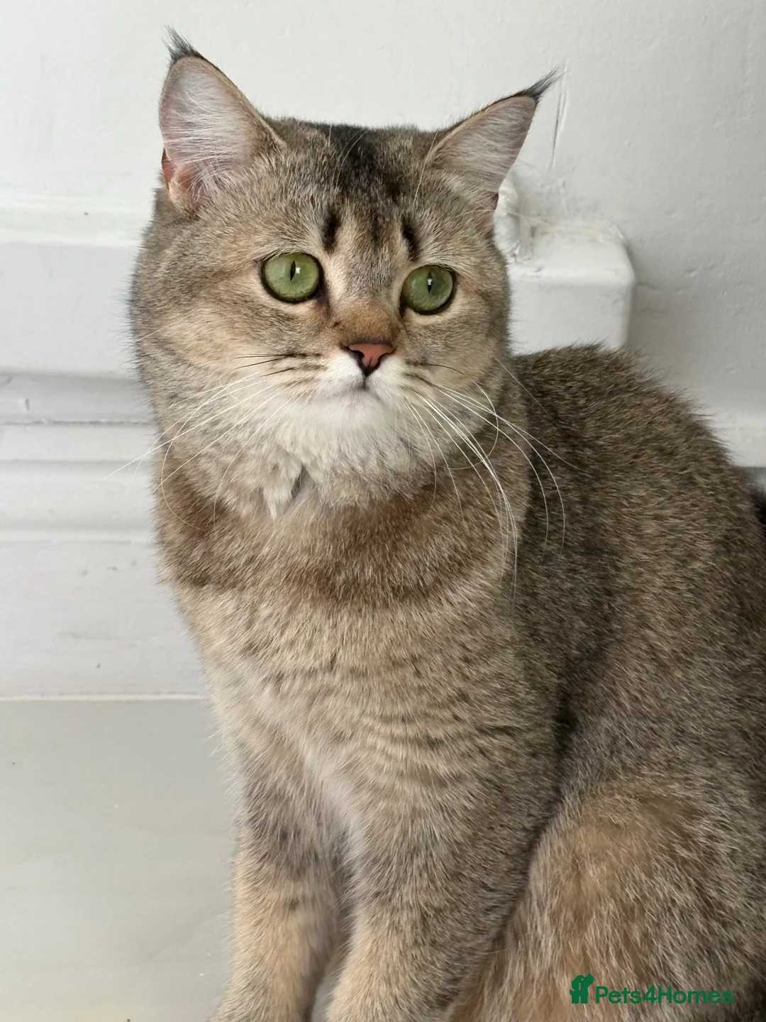 Scottish Fold cats for sale: Scottish fold  female cat  - Advert 2