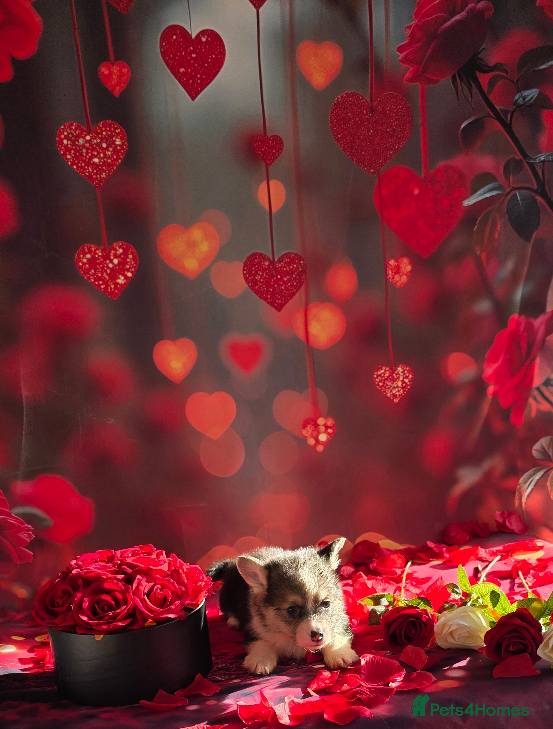 Welsh Corgi Pembroke dogs Outstanding Welsh Pembroke Corgi Puppies - Advert 4