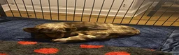 Miniature Dachshund dogs for sale: Pedigree miniature Dachshund baby girls - Advert 2