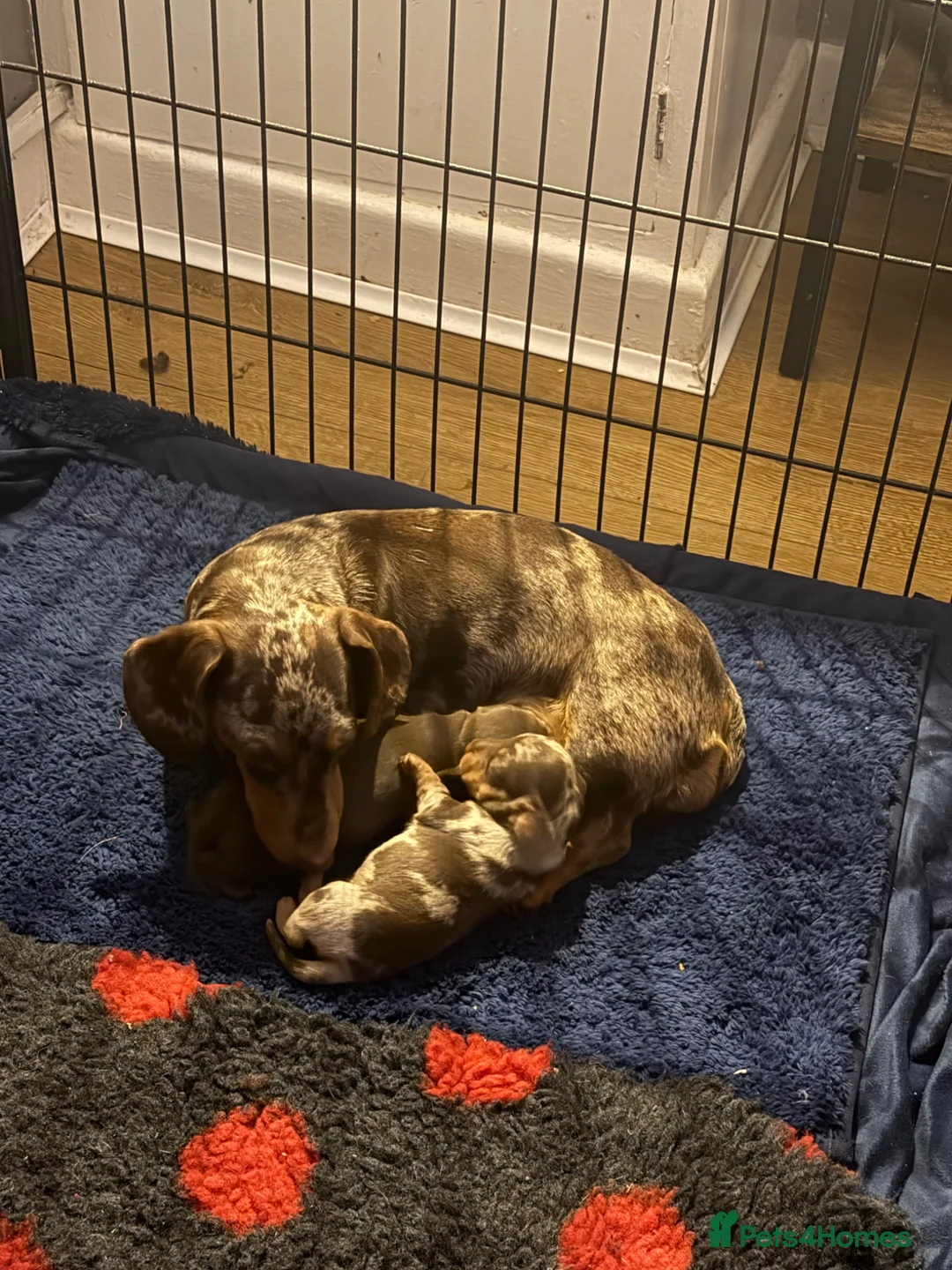 Miniature Dachshund dogs for sale: Pedigree miniature Dachshund baby girls - Advert 2