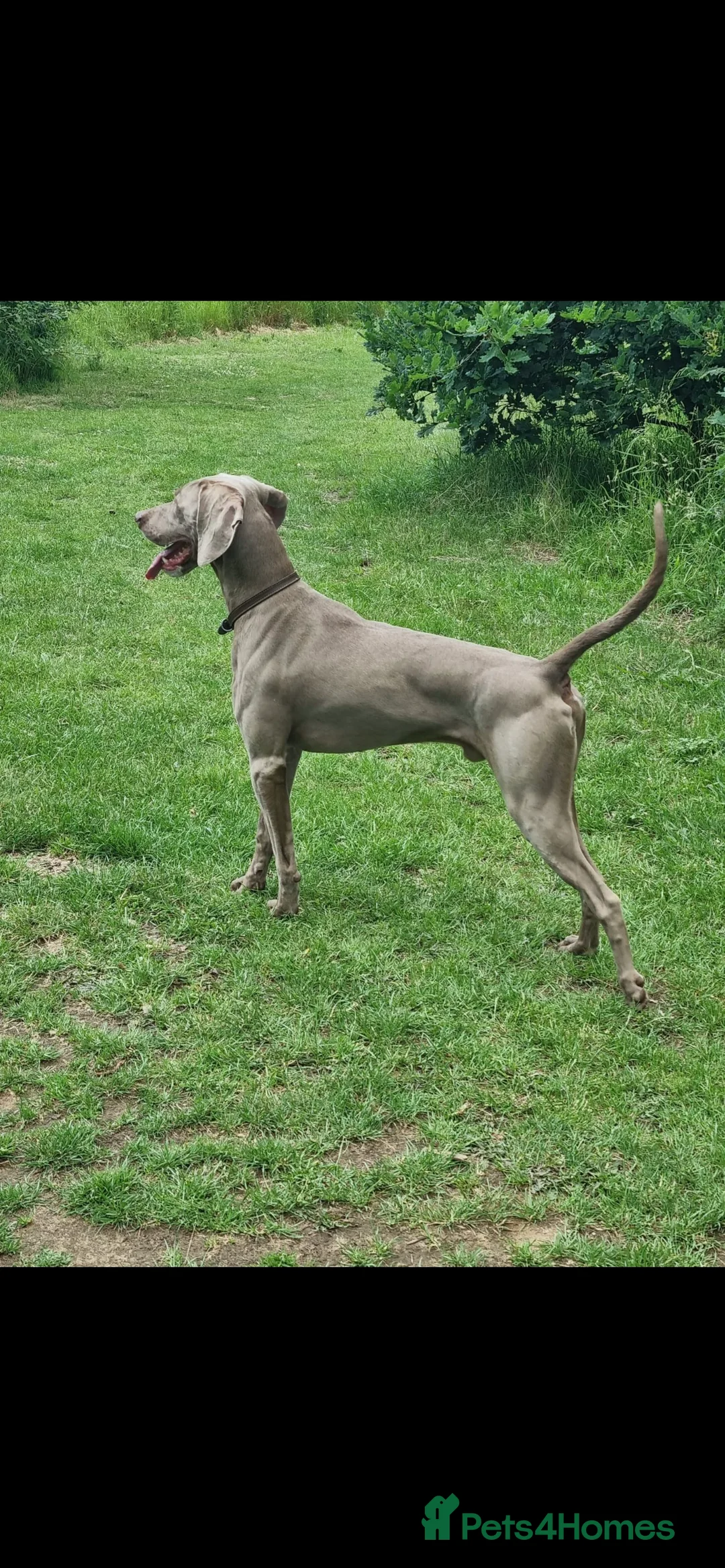 Weimaraner dogs for stud: Proven Weimaraner stud, 100% success rate in Tamworth - Advert 2