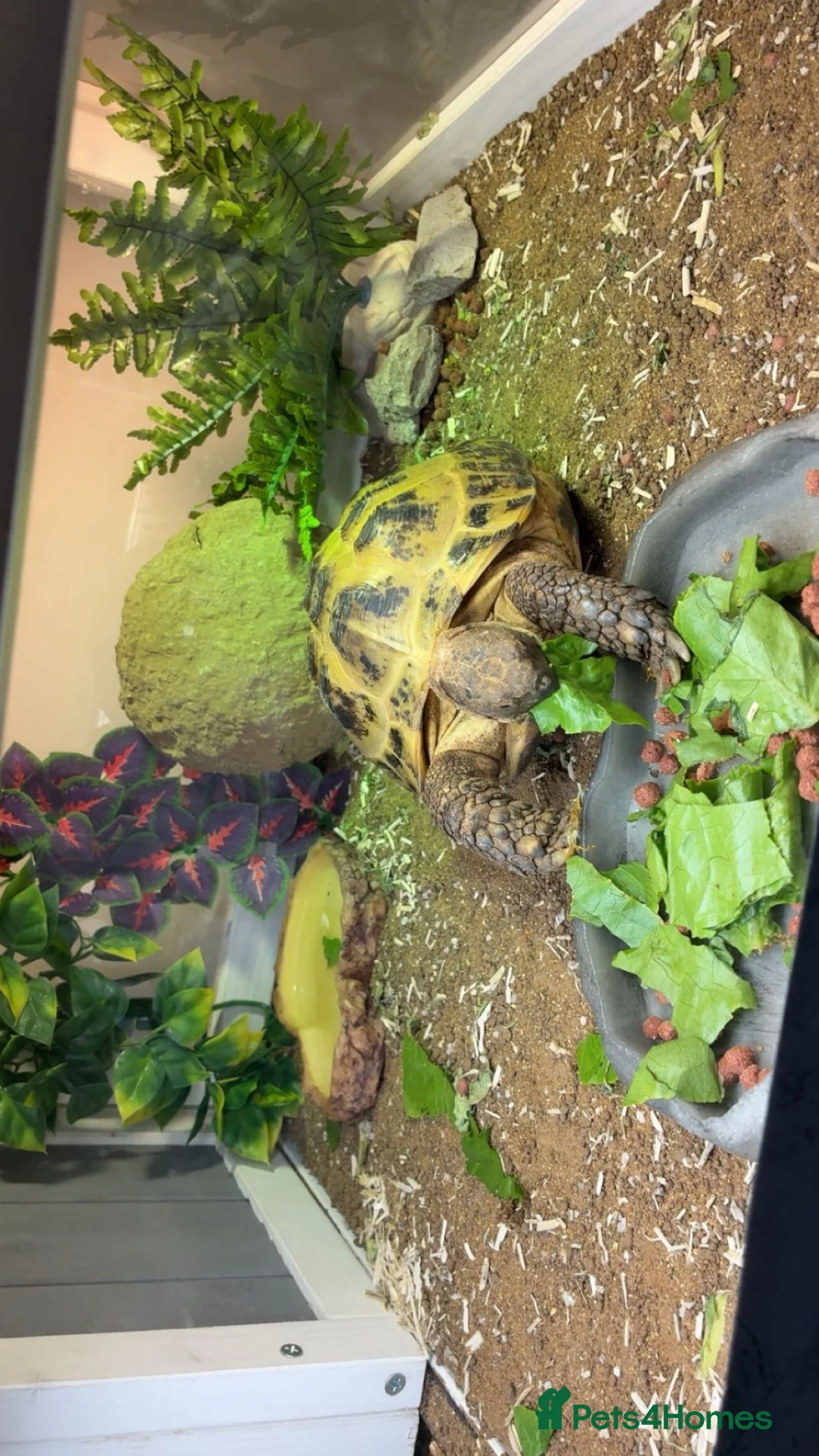 Hermann Tortoise reptiles for sale: Horsefield tortoise  - Advert 2