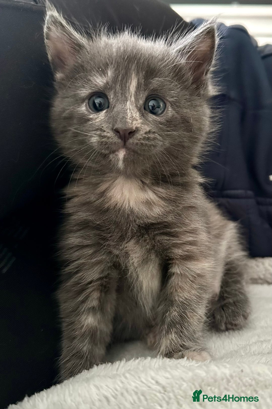 Mixed Breed cats for sale: Beautifully marked Main Coon cross female kitten  - Image 2