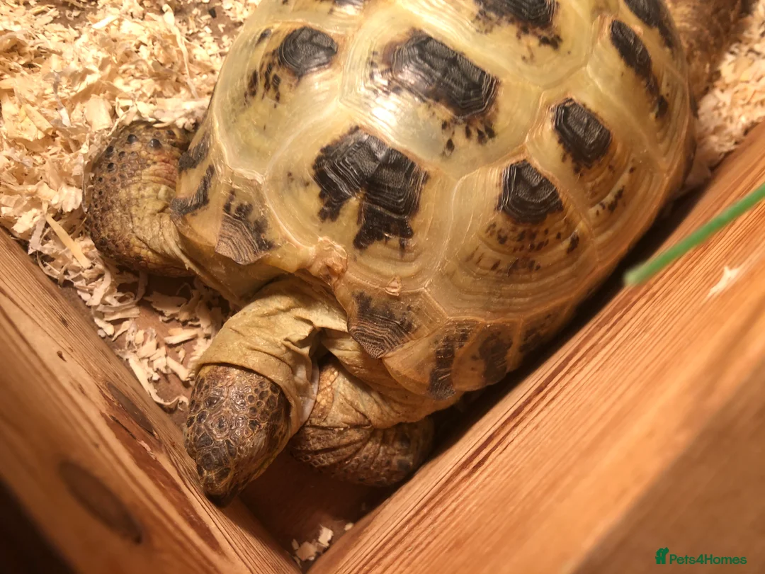 Tortoise reptiles for sale: Horsfield tortois - Advert 4