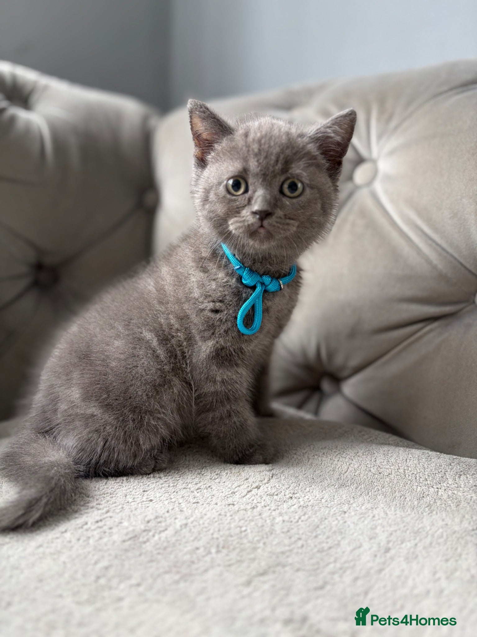 British Shorthair cats Stunning BSH kittens ready now!  - Advert 9