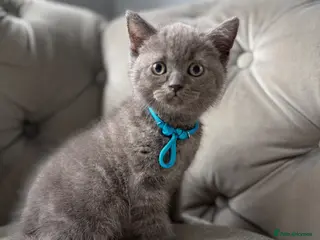British Shorthair cats Stunning BSH kittens ready now! - Advert 9