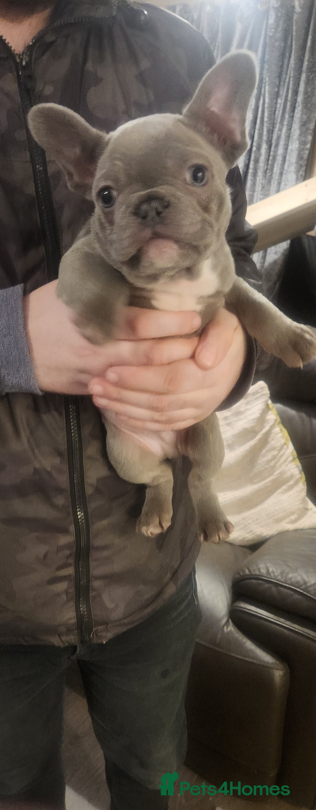 French Bulldog dogs for sale: French bulldog  - Advert 14