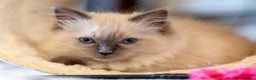 Ragdoll cats for sale: 🏅Last 2 GCCF Ragdoll kittens Ready now - Advert 12
