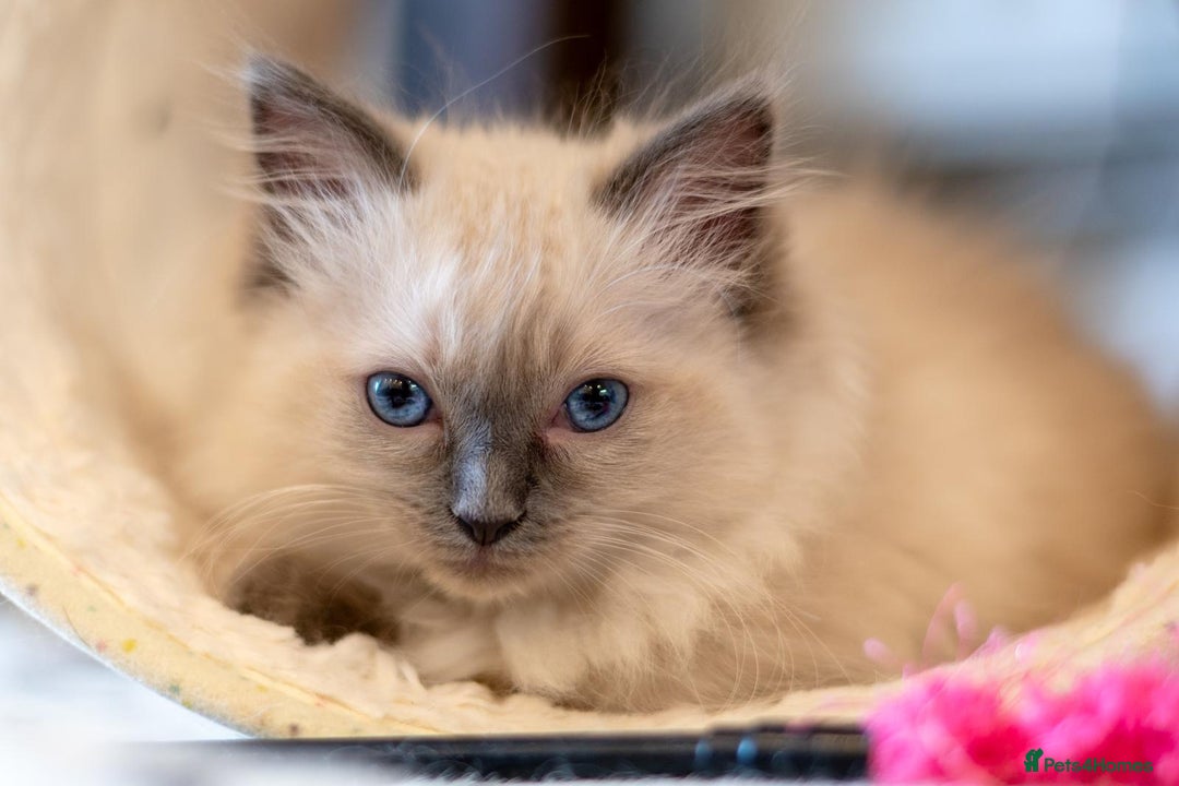 Ragdoll cats for sale: 🏅Last 2 GCCF Ragdoll kittens Ready now - Advert 12