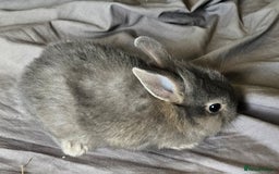 Mini Lop rabbits for sale: Mini lop and dwarf  - Image 6