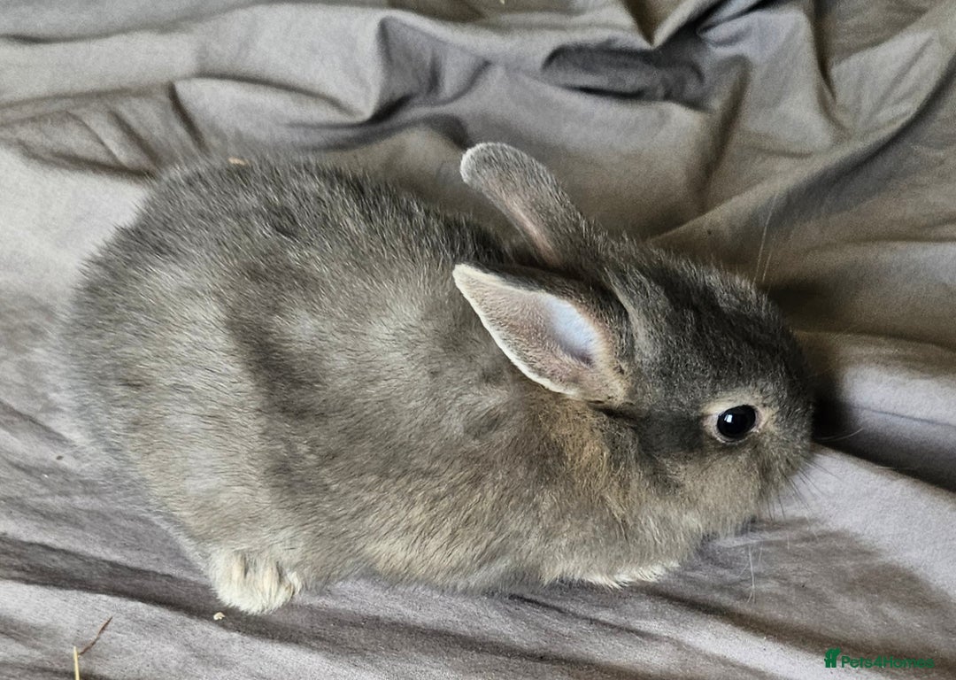 Mini Lop rabbits for sale: Mini lop and dwarf  - Image 6