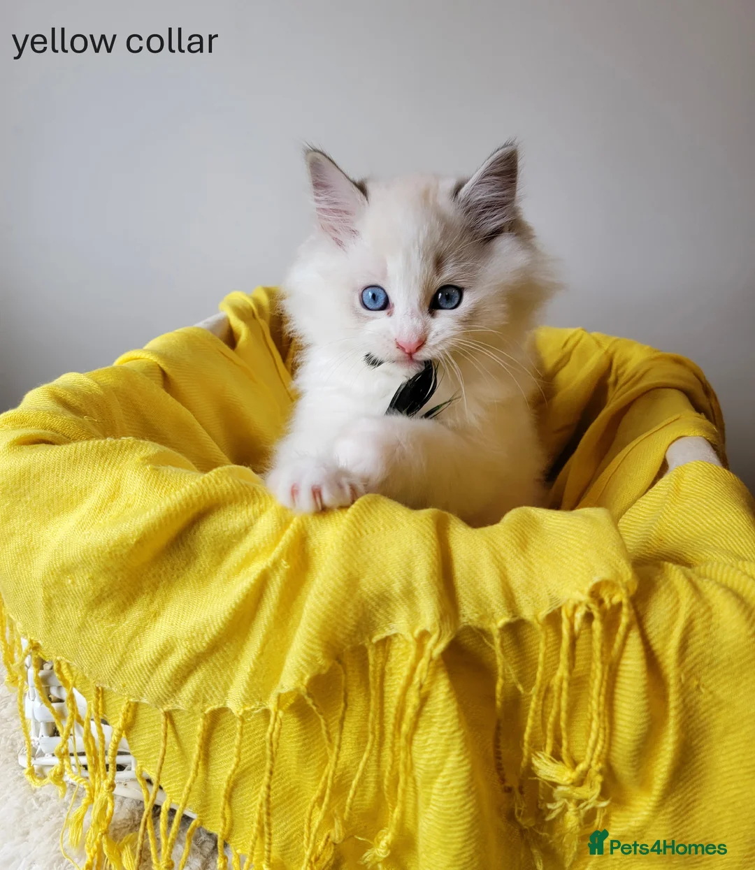 Ragdoll cats for sale: 😸Fully GCCF Certified Pedigree Ragdoll kittens💕 - Advert 3