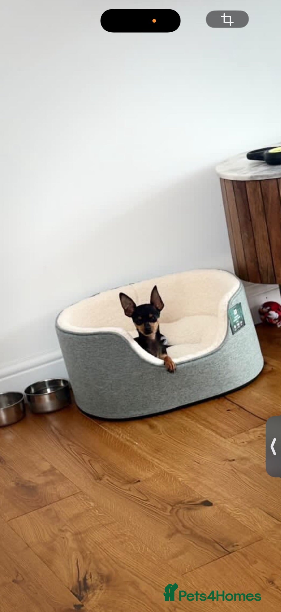 Russian Toy Terrier dogs Russian Toy Terrier - Advert 4