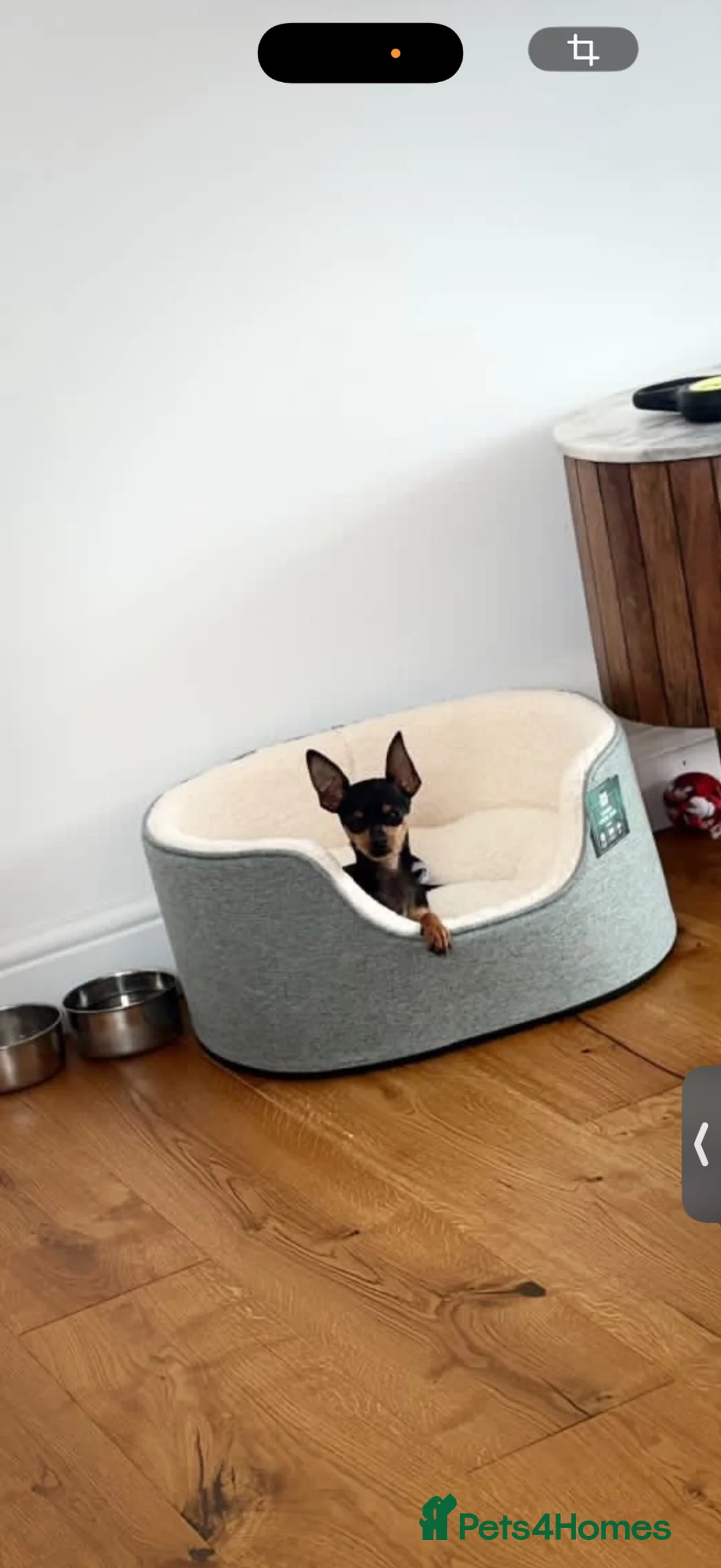 Russian Toy Terrier dogs for sale: Russian Toy Terrier in Sunbury-on-Thames - Advert 1
