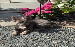 French Bulldog dogs for sale: Fluffy French bulldog and big rope French bulldog - Image 4