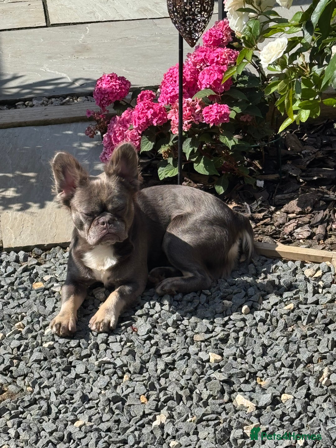 French Bulldog dogs for sale: Fluffy French bulldog and big rope French bulldog - Image 4