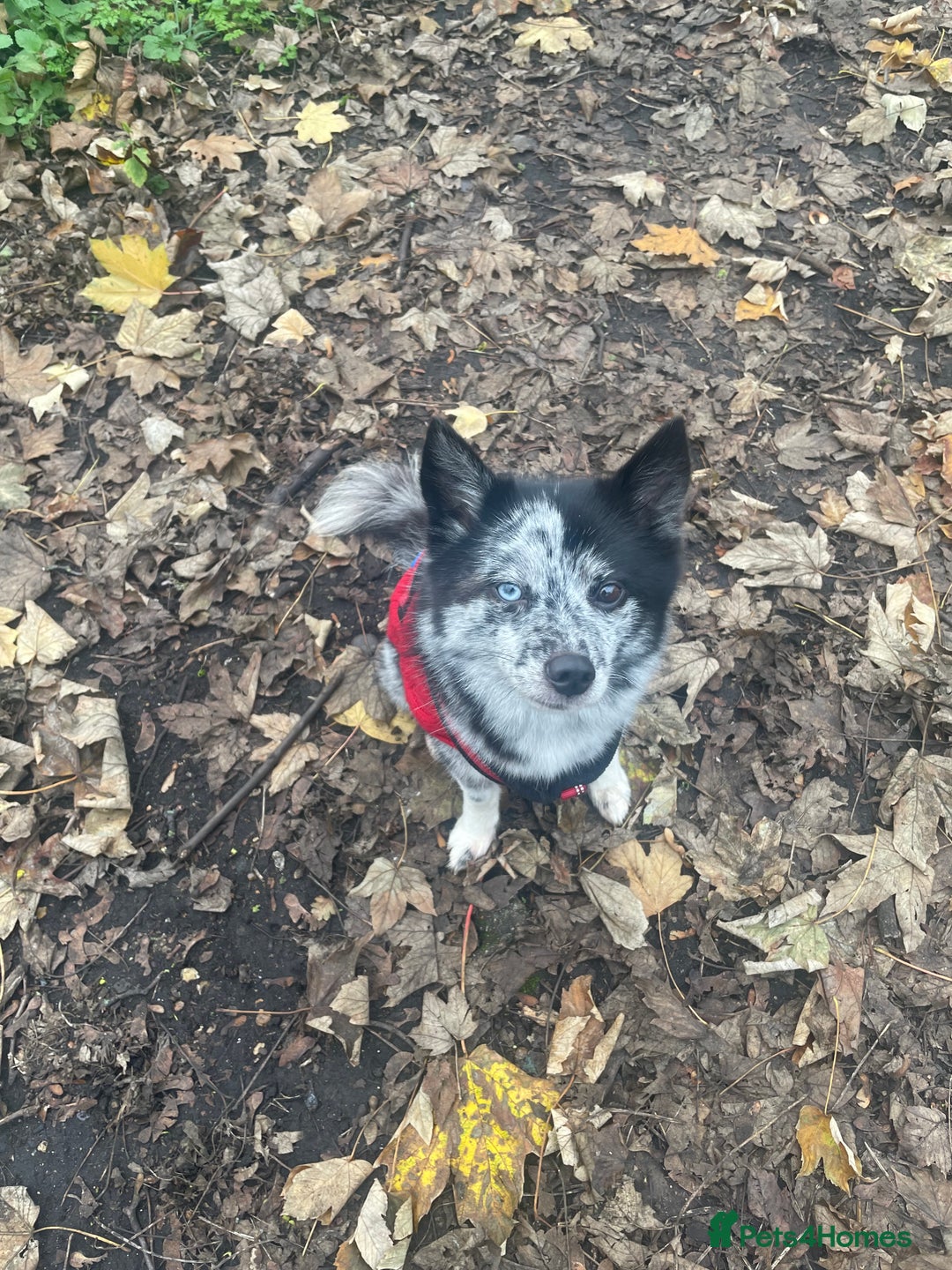 Pomsky dogs for sale: Urgent rehoming needed  - Advert 13