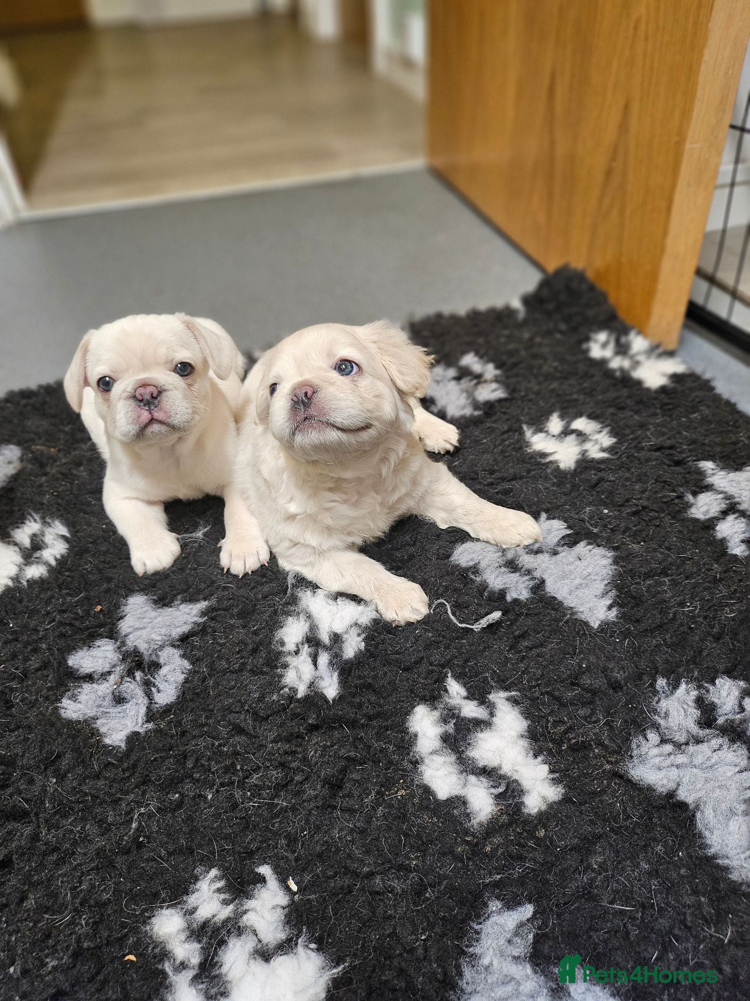 French Bulldog dogs Rare Platinum French bulldogs   - Advert 17