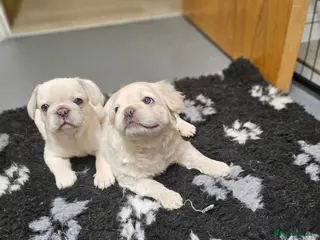 French Bulldog dogs Ready to leave now Rare Platinum French bulldogs - Advert 1