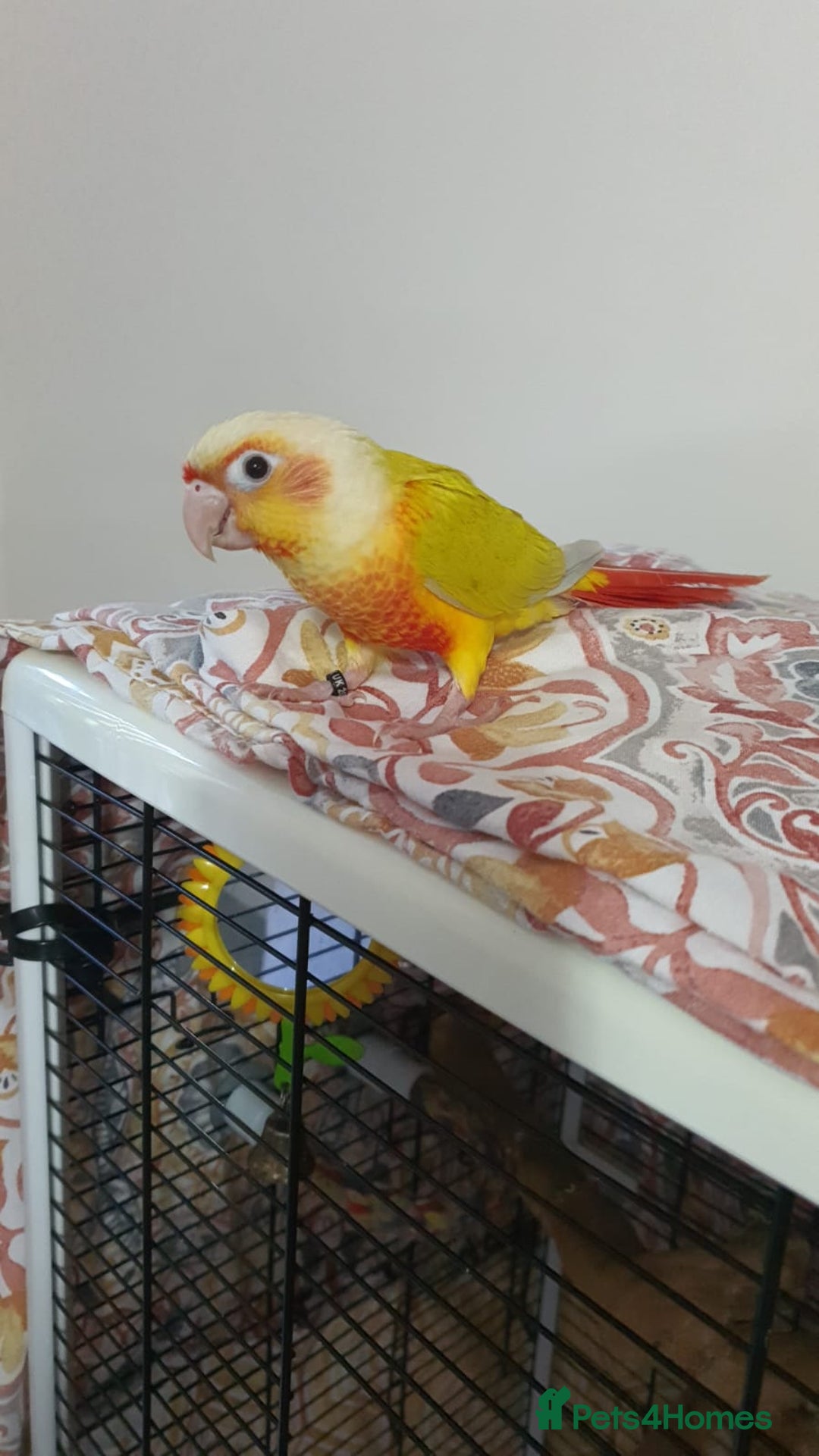 Conures birds for sale: Beautiful tame Conures ""£300 Each"" - Image 5