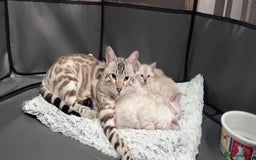 Bengal cats for sale: Snow lynx bengal kittens - Image 5